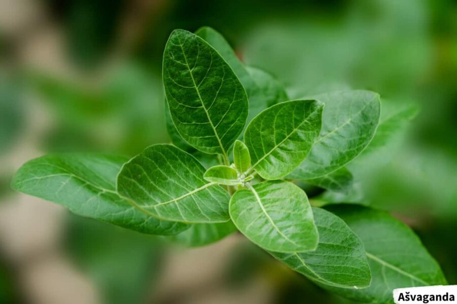Ašvaganda, Vitánie snodárná